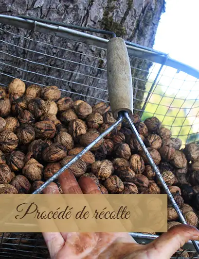 Huile de noix, boutique noix près de Périgueux