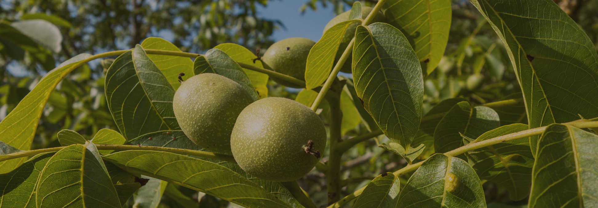 Les Noix De Fougeyrollas