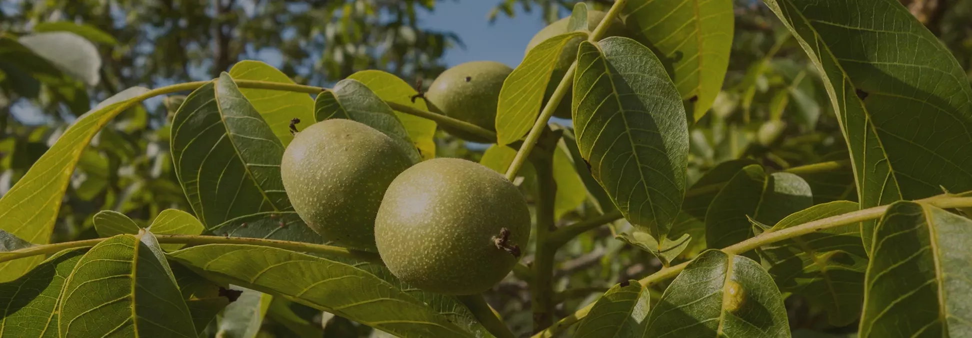 Les Noix De Fougeyrollas